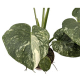 Monstera Thai Constellation Leaf Culture