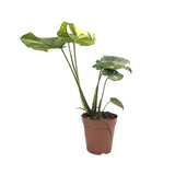 Monstera Thai Constellation Leaf Culture