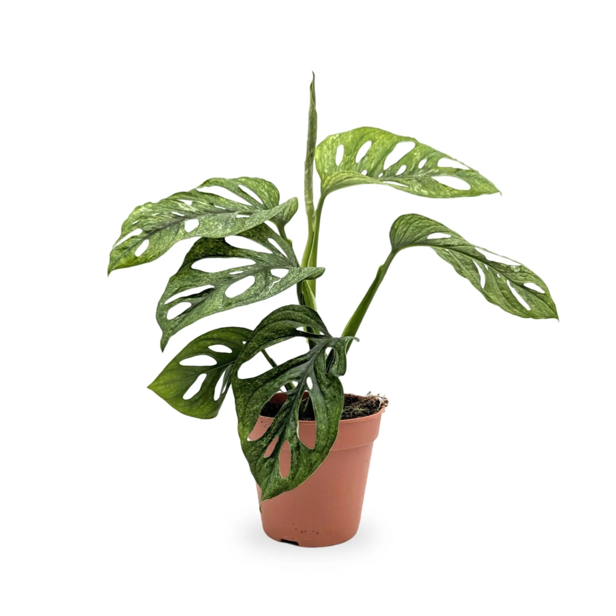 Monstera adansonii Mint - Monkey Mask Leaf Culture