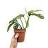 Monstera adansonii Mint - Monkey Mask Leaf Culture