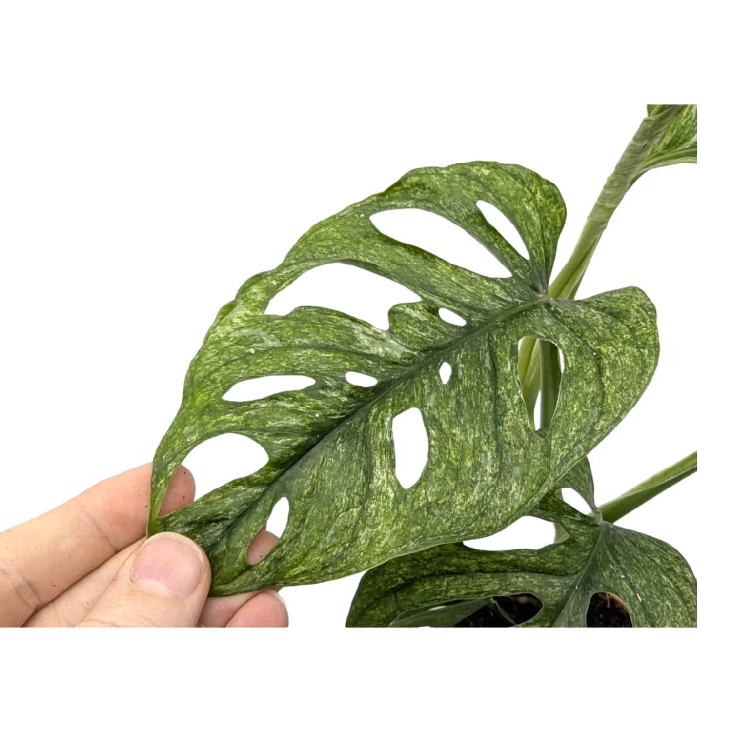 Monstera adansonii Mint - Monkey Mask Leaf Culture