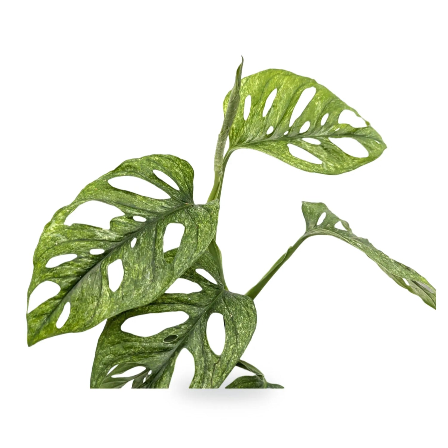 Monstera adansonii Mint - Monkey Mask Leaf Culture