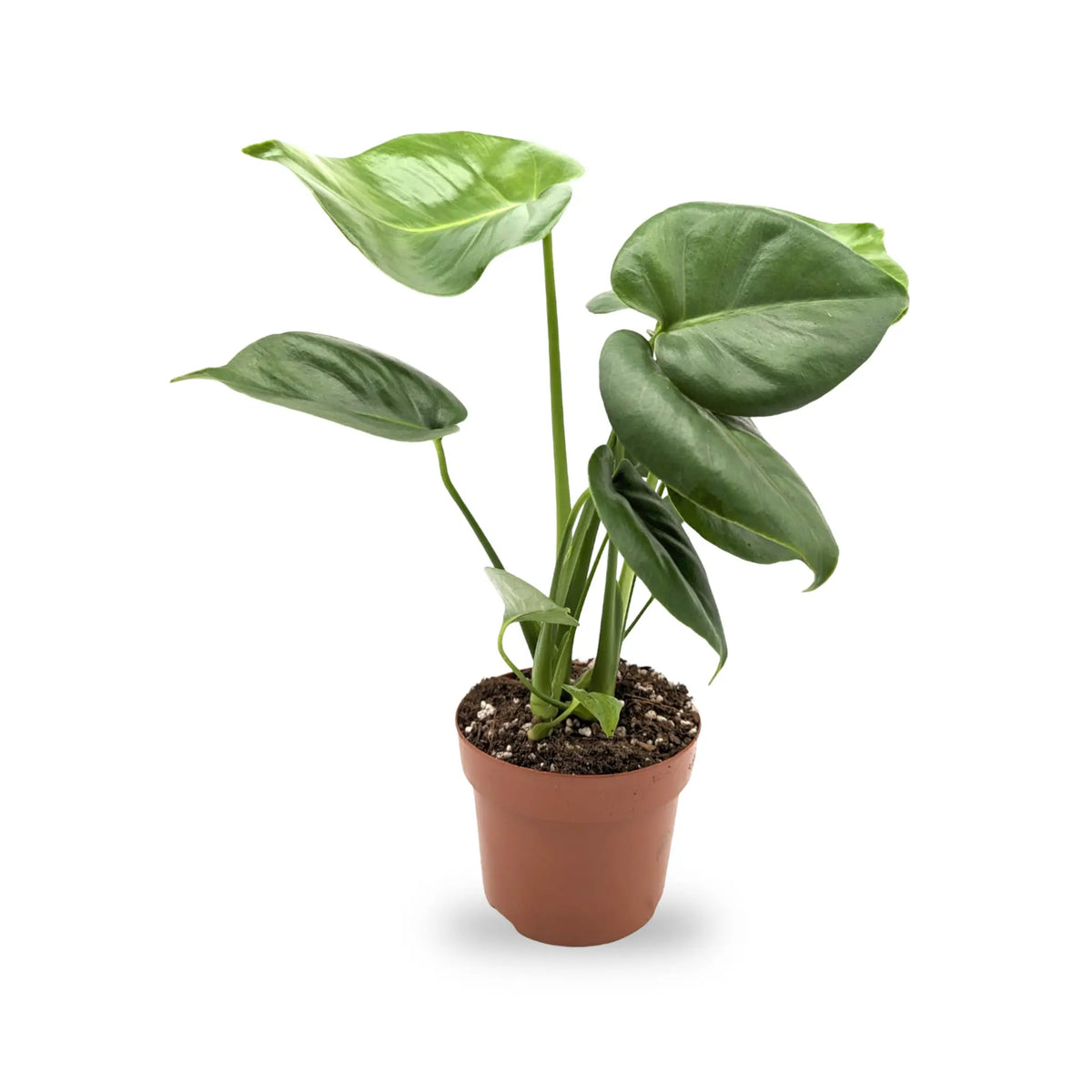 buy monstera deliciosa uk Monstera deliciosa | Swiss Cheese Plant - Classic Houseplant