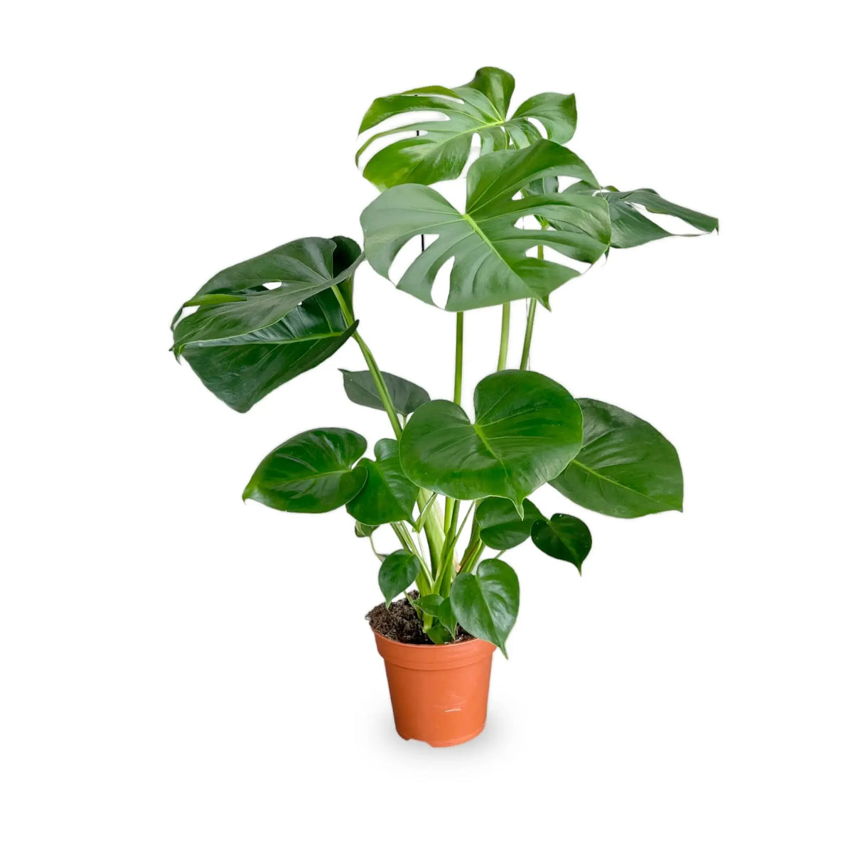 Monstera deliciosa - Swiss Cheese Plant Leaf Culture