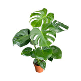 Monstera deliciosa - Swiss Cheese Plant Leaf Culture