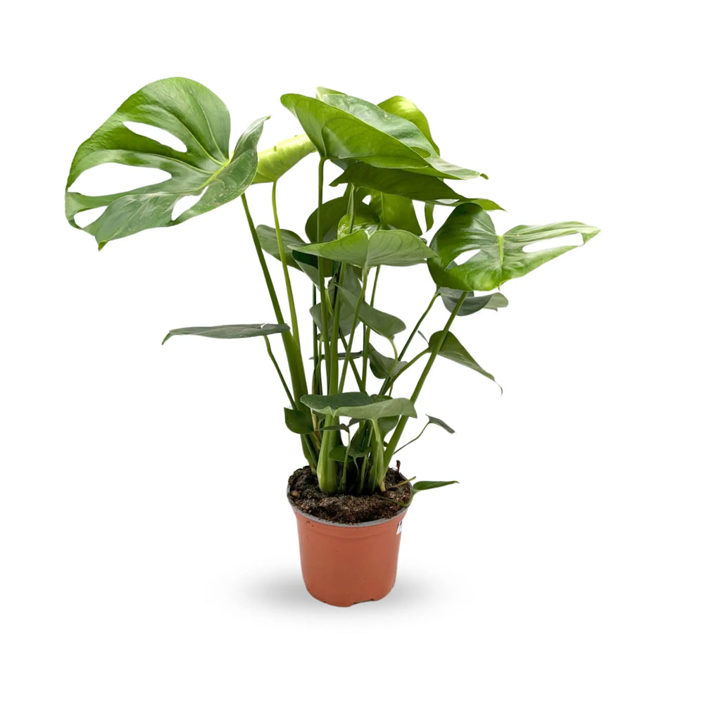 Monstera deliciosa - Swiss Cheese Plant_2_main