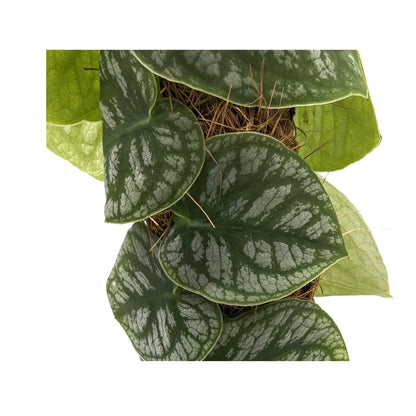 Monstera dubia (juveniel) on Pole Leaf Culture
