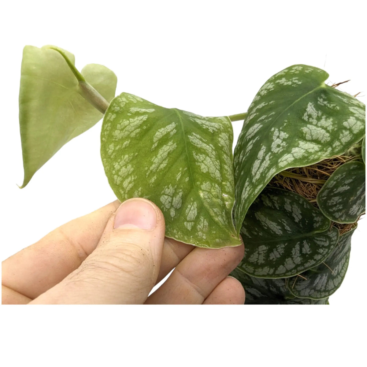 Monstera dubia (juveniel) on Pole Leaf Culture