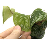 Monstera dubia (juveniel) on Pole Leaf Culture