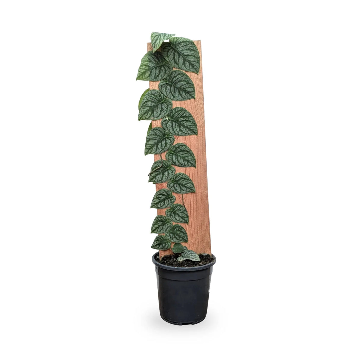 Monstera dubia on Pole Leaf Culture