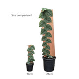 Monstera dubia on Pole Leaf Culture