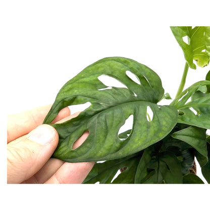 Monstera obliqua - Money Mask Leaf Culture