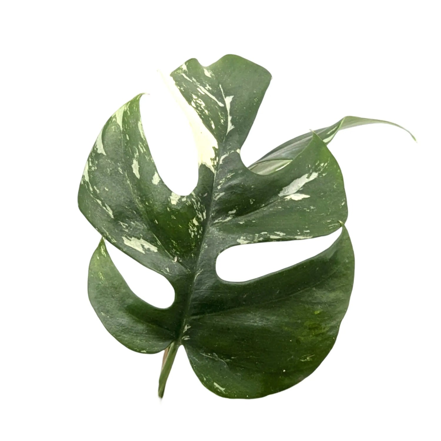 Monstera tetrasperma variegata Leaf Culture