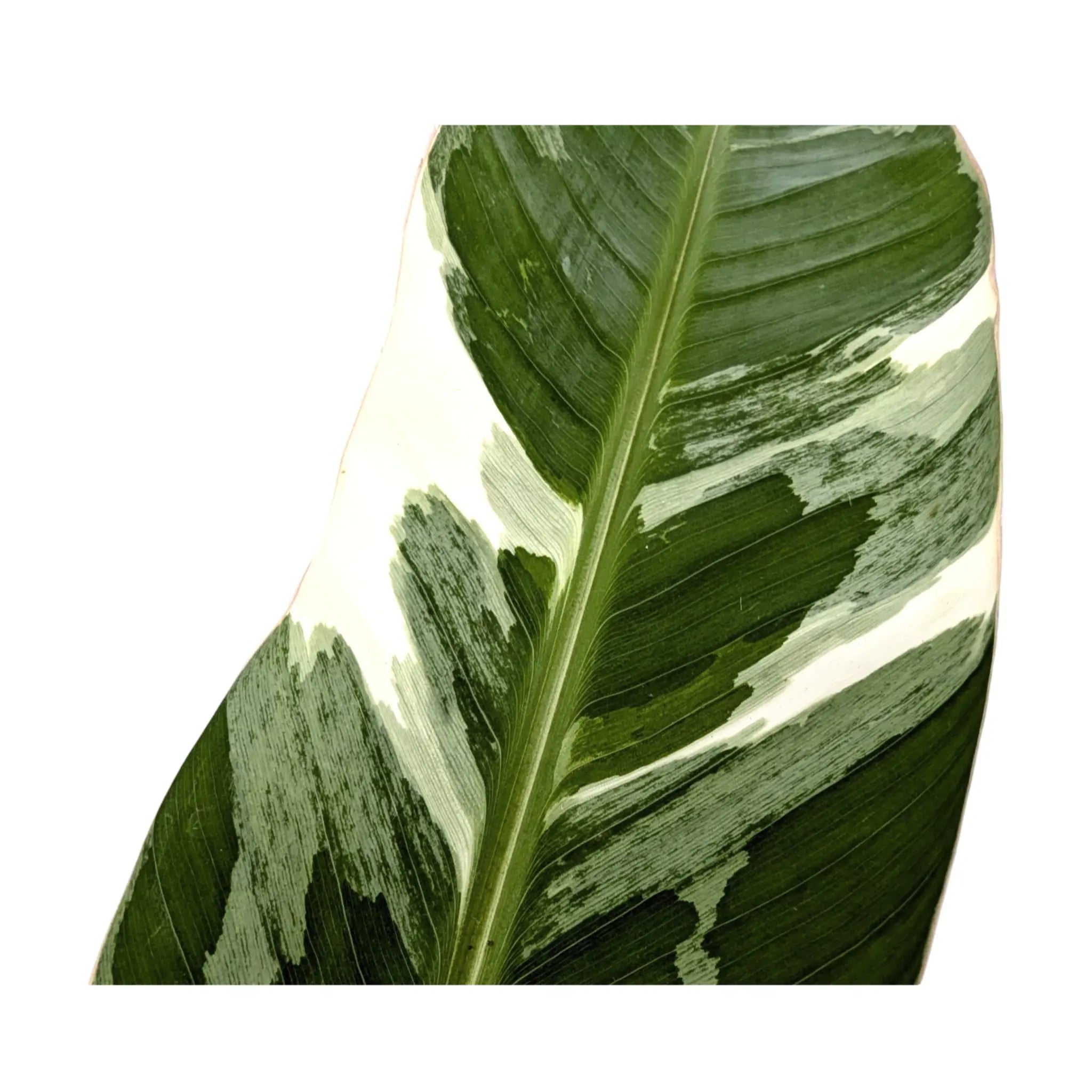 Musa Florida Variegata | Variegated Dwarf Banana Leaf Culture