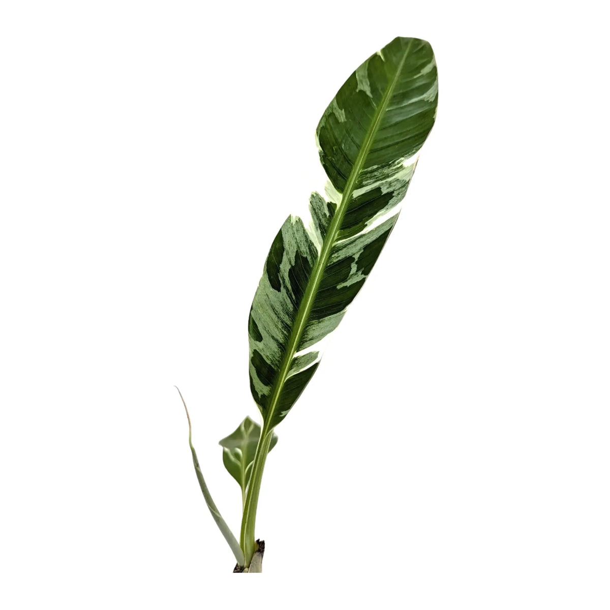 Musa Florida Variegata | Variegated Dwarf Banana Leaf Culture