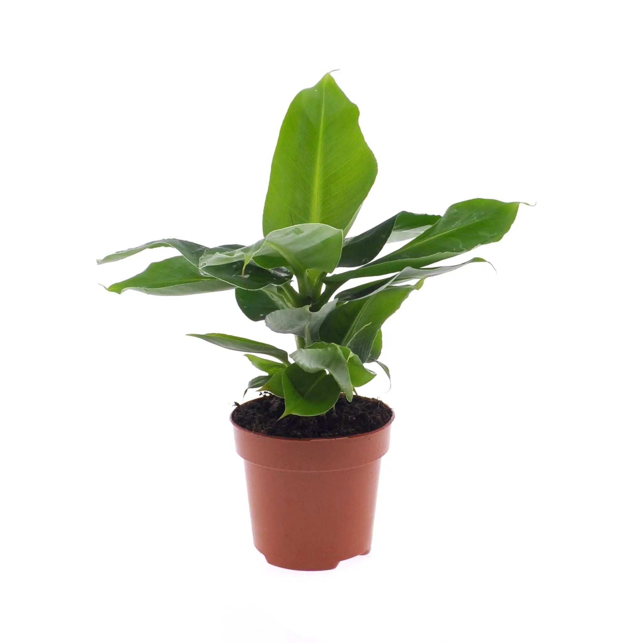 Musa Tropicana Oriental Dwarf - Leaf Culture