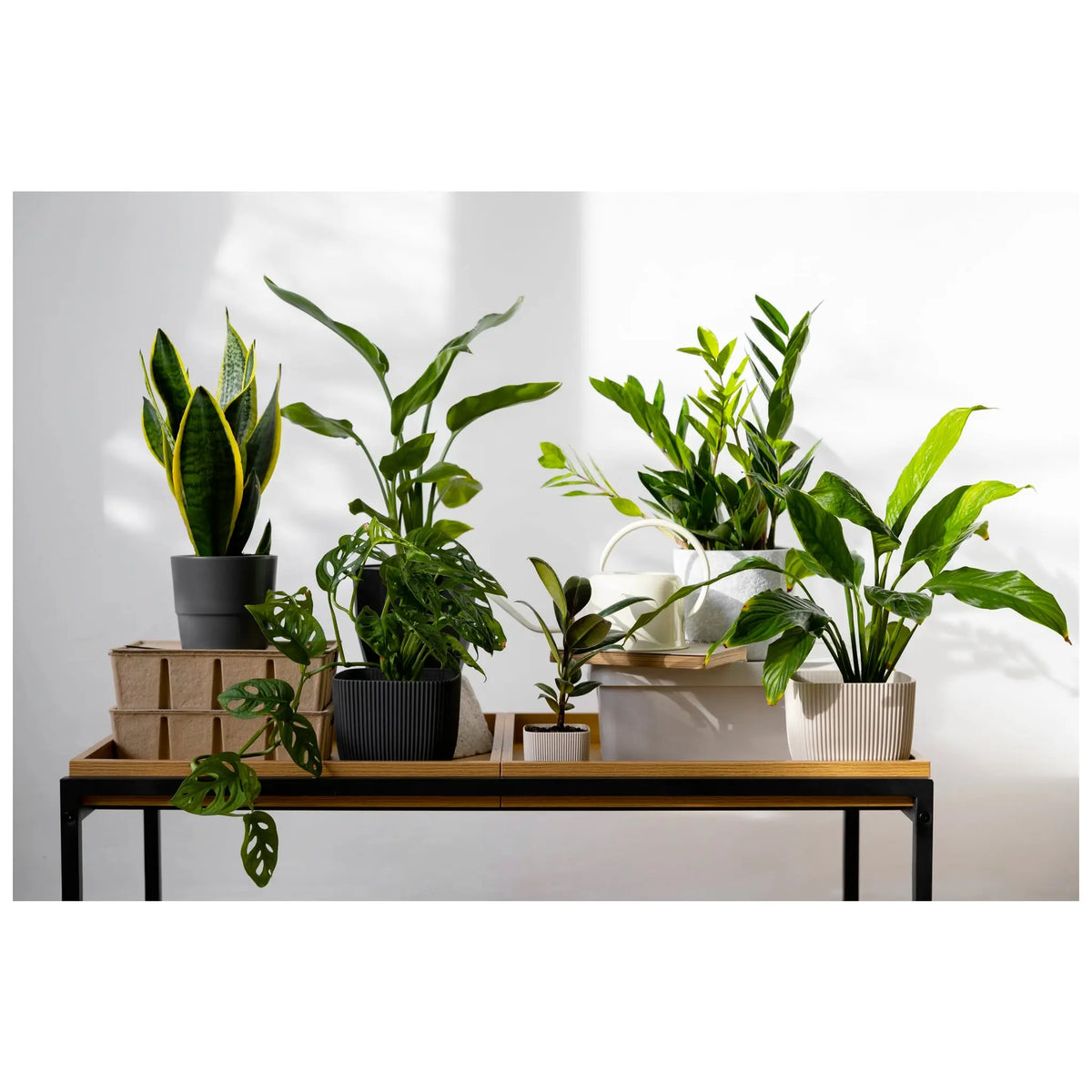 dark mystery house plant Mystery Houseplant Surprise