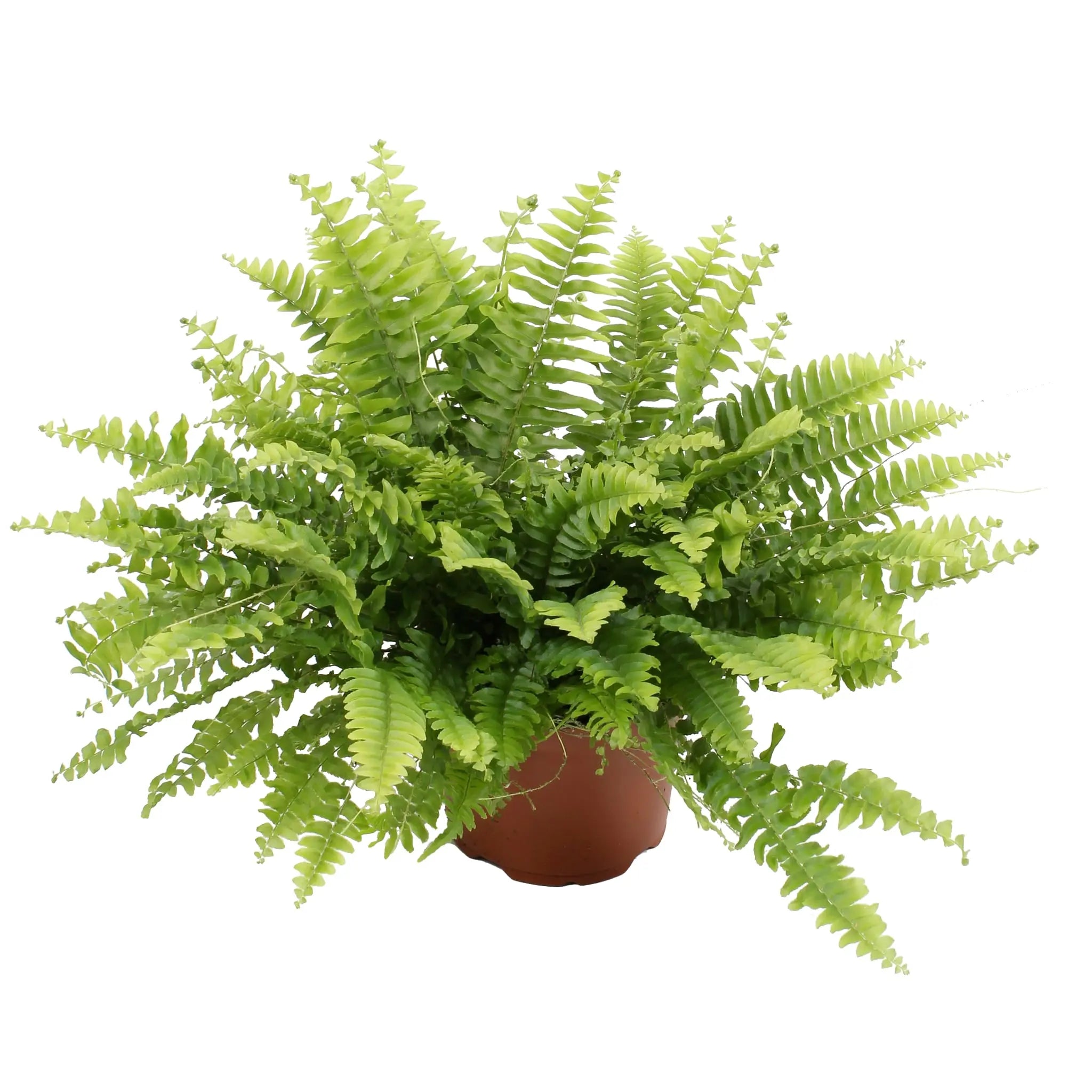 Nephrolepis Green Moment - Boston Fern - Leaf Culture