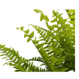 Nephrolepis Green Moment - Boston Fern Oz