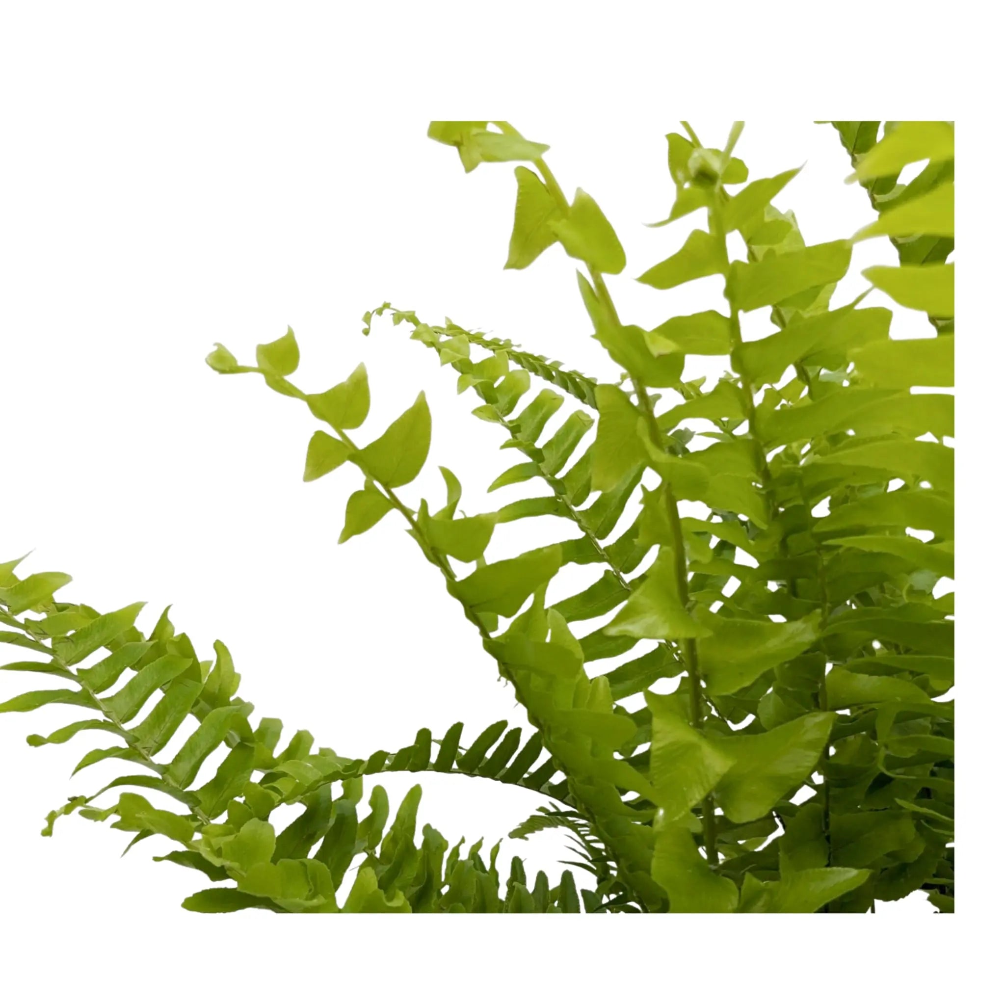 Nephrolepis Green Moment - Boston Fern Oz
