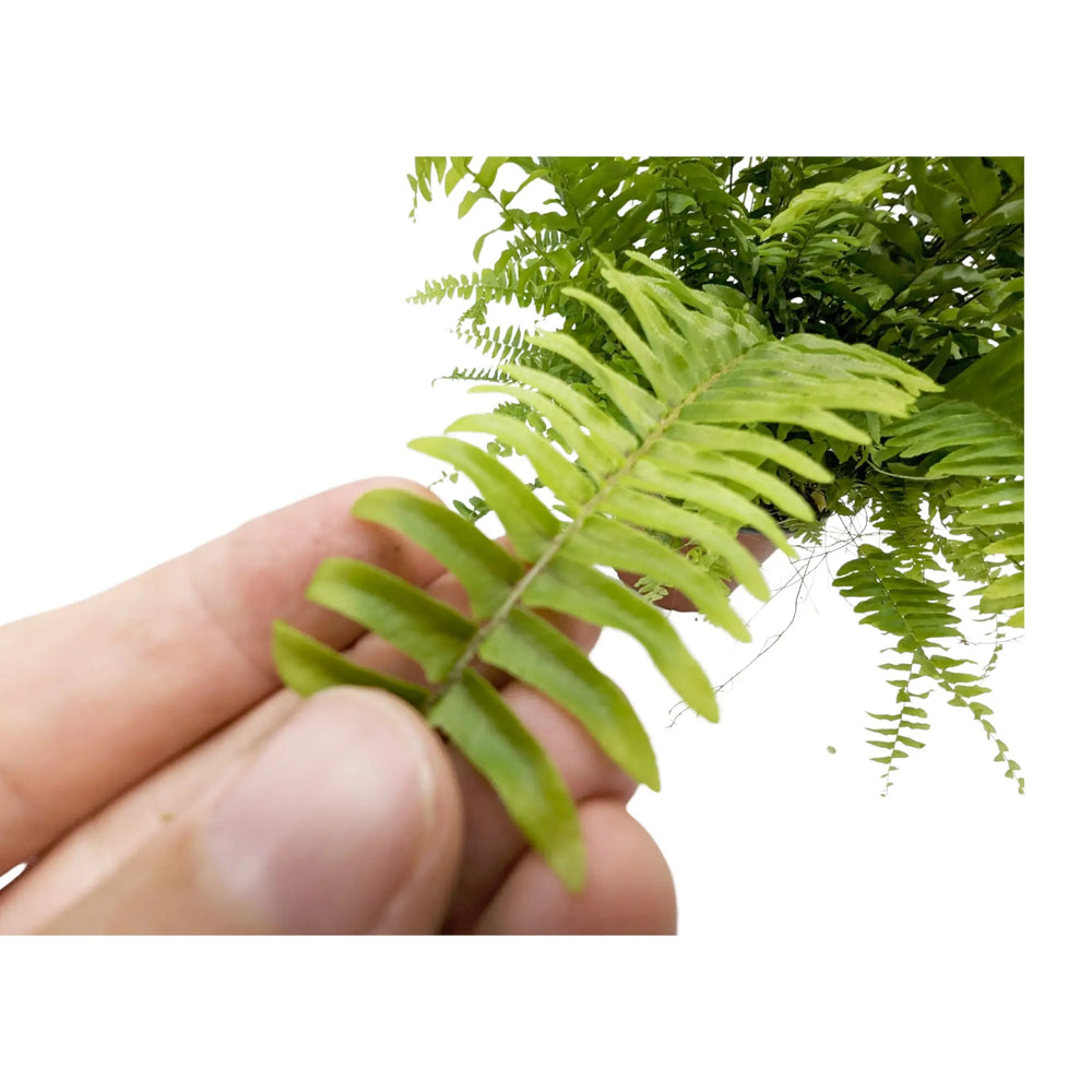 Nephrolepis Green Moment - Boston Fern_3_thumb