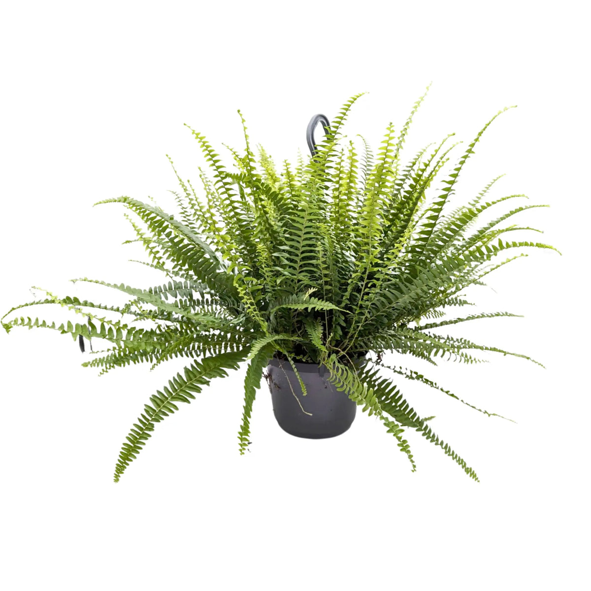 Nephrolepis Green Moment - Boston Fern Oz