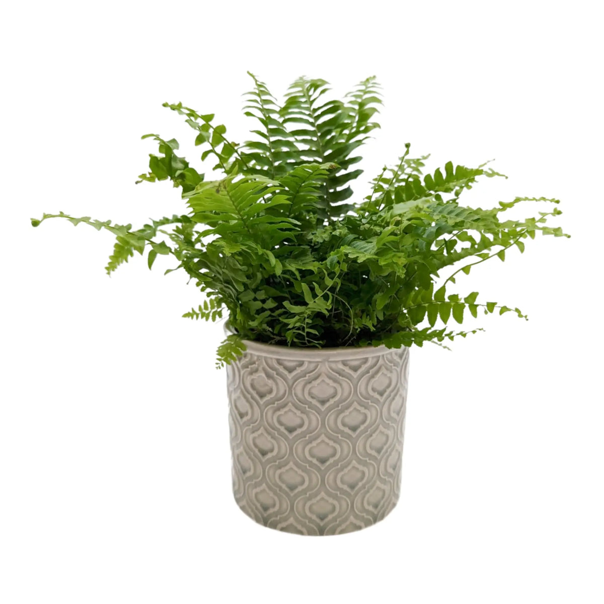Nephrolepis Green Moment - Boston Fern Oz