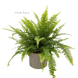 Nephrolepis Green Moment - Boston Fern Oz