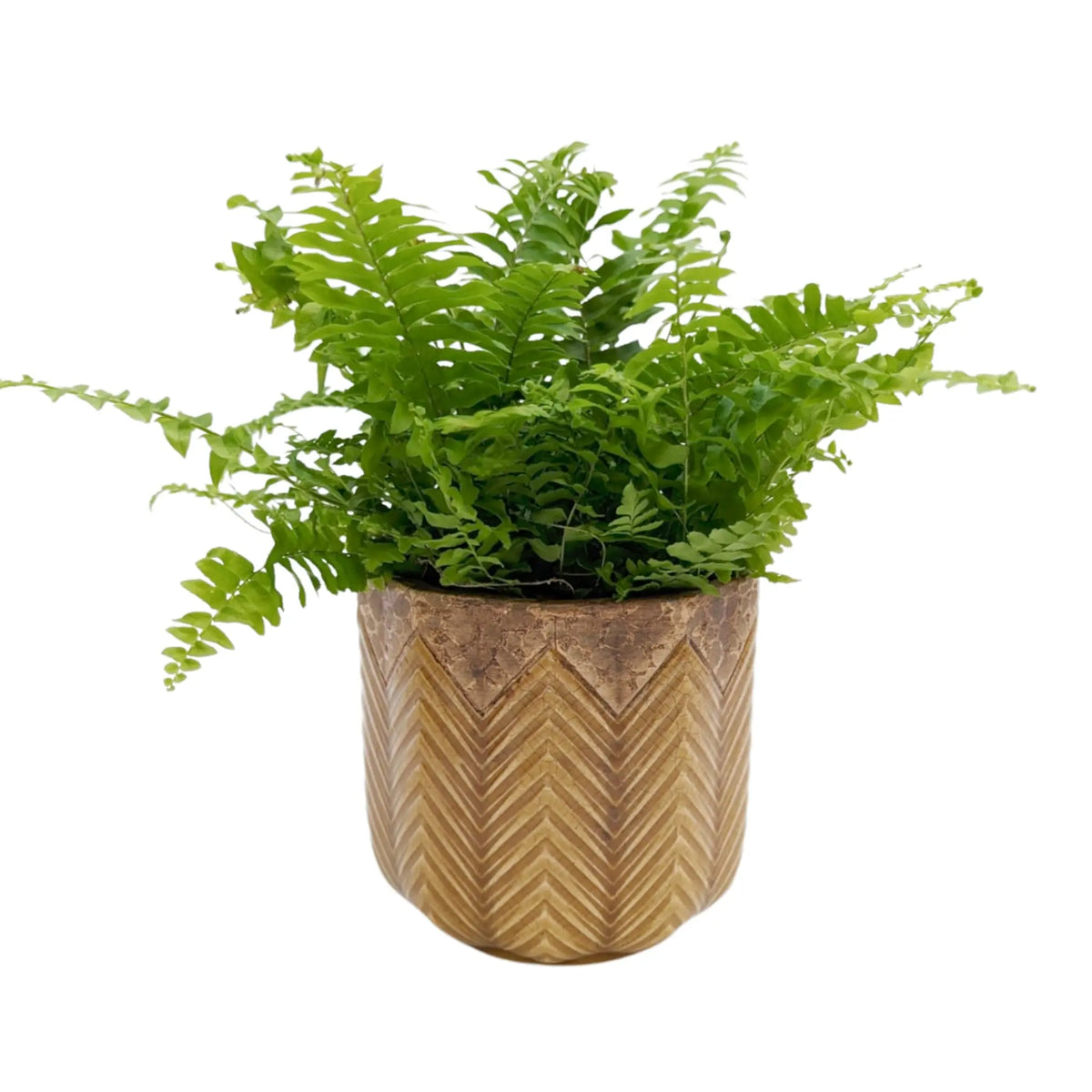 Nephrolepis Green Moment - Boston Fern Oz