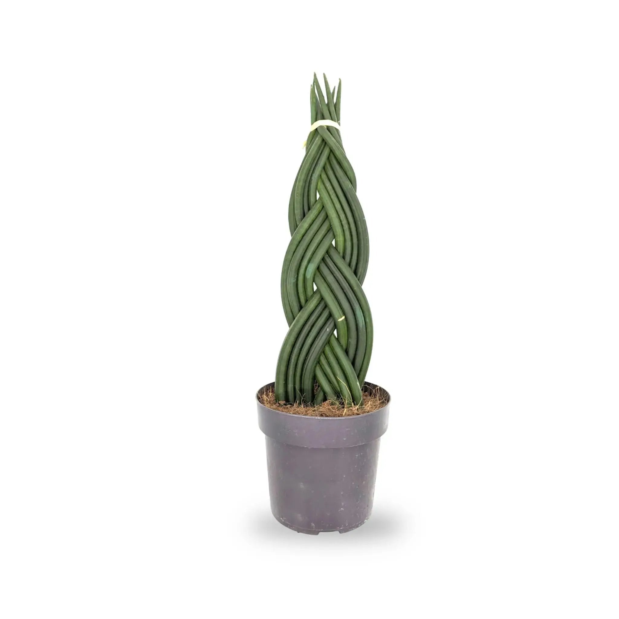 Sansevieria cylindrica Braid - Snake plant Leaf Culture