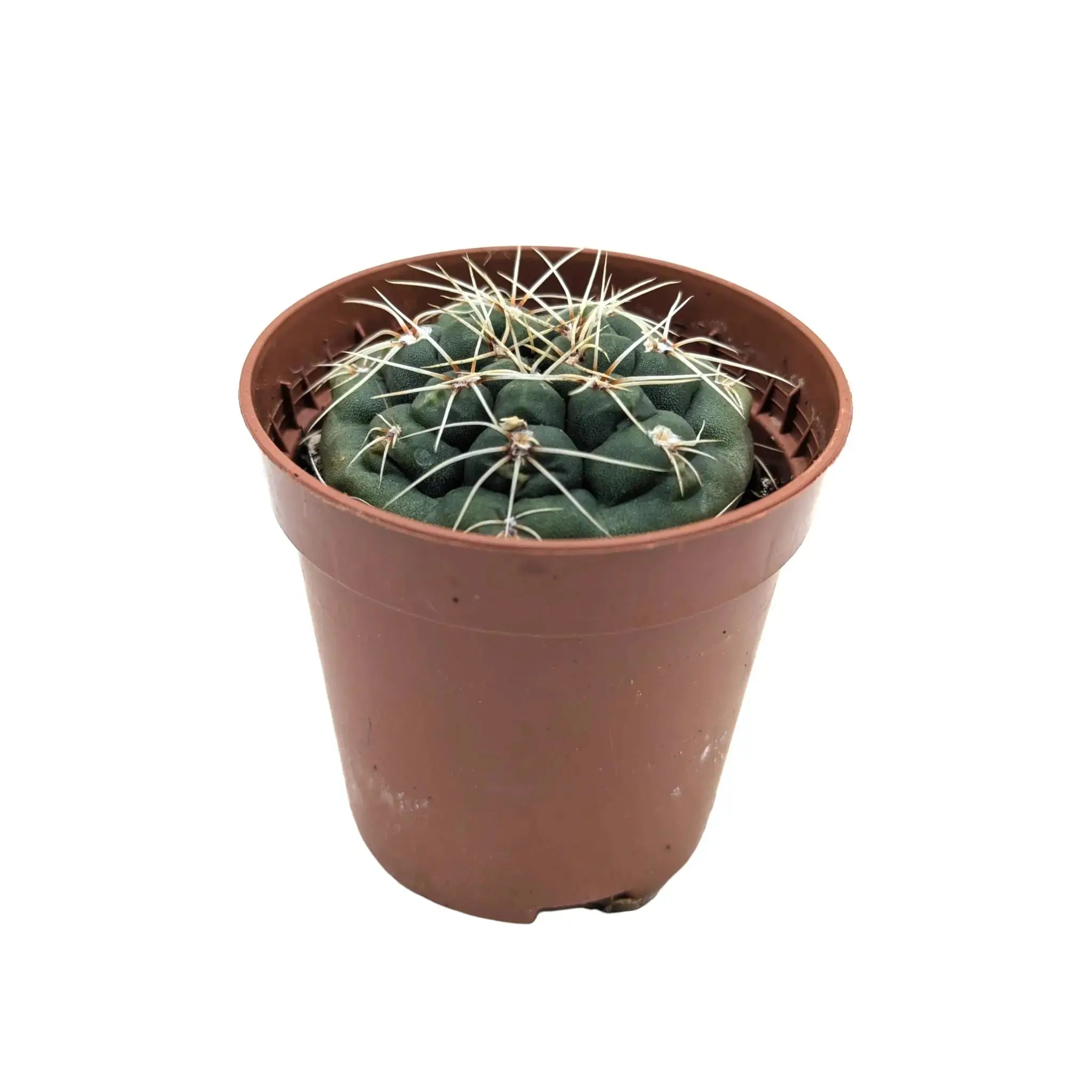 Gymnocalycium quehlianum | Pink Bloom Cactus Leaf Culture