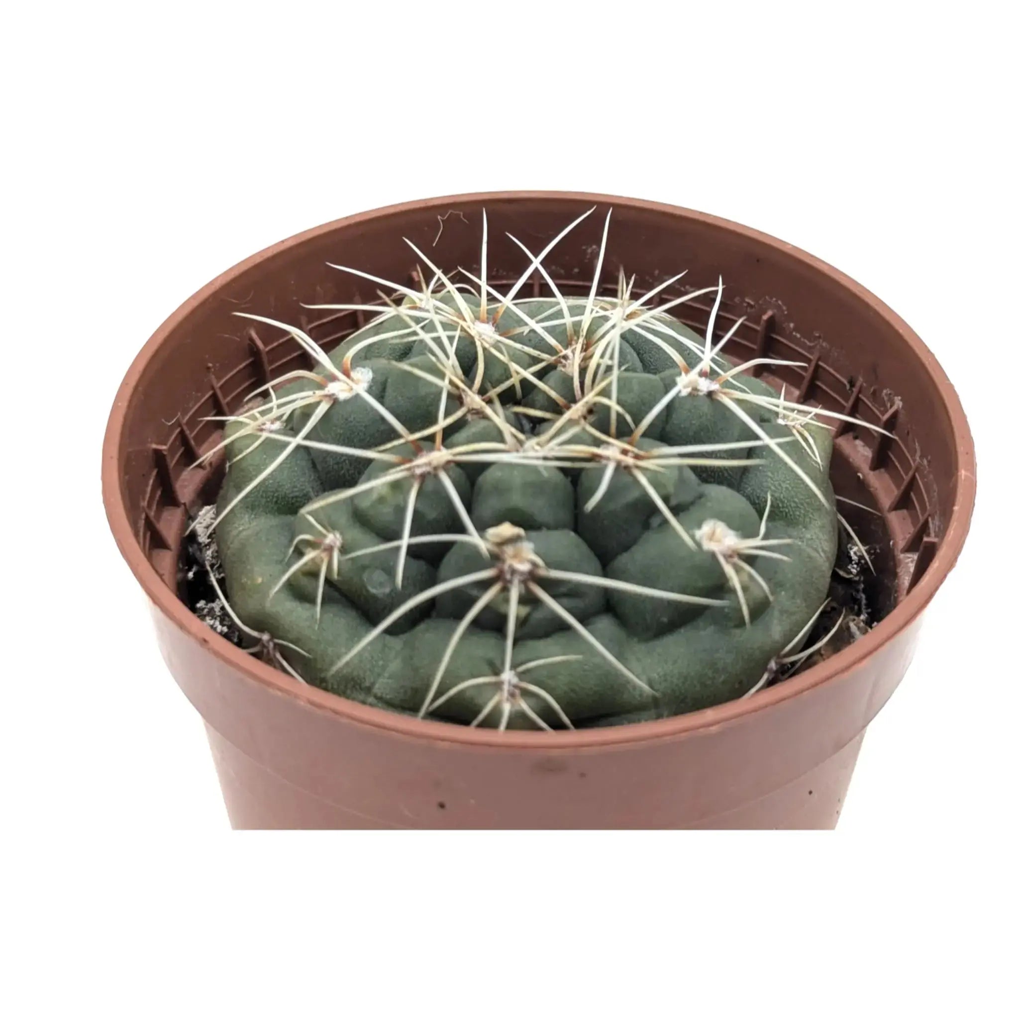 Gymnocalycium quehlianum | Pink Bloom Cactus Leaf Culture