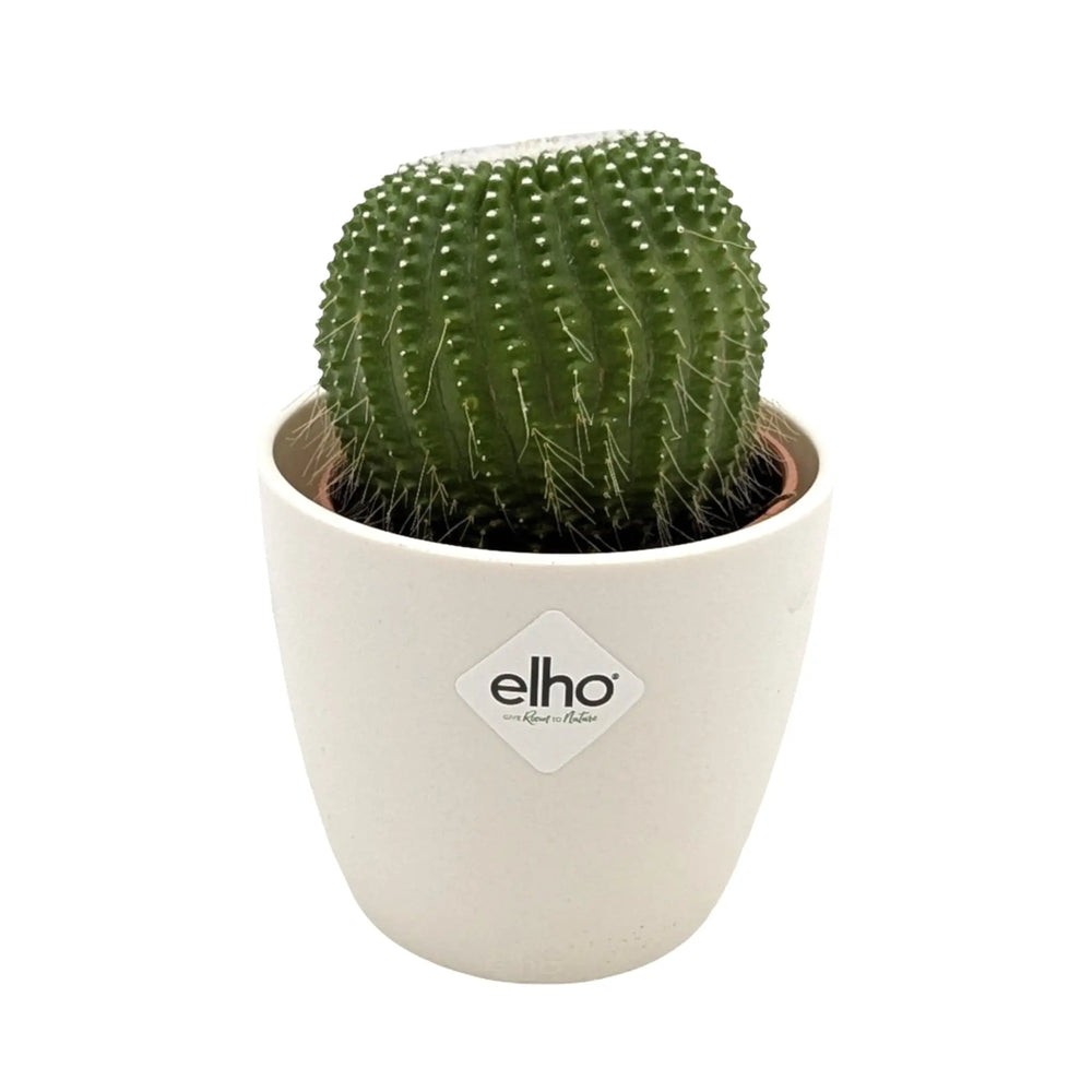Notocactus leninghausii | Golden Ball Cactus_1_main