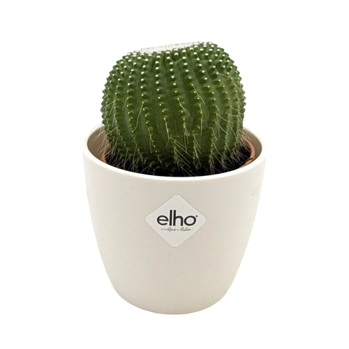 Notocactus leninghausii | Golden Ball Cactus Leaf Culture