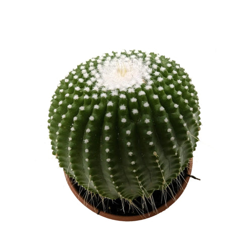 Notocactus leninghausii | Golden Ball Cactus Leaf Culture