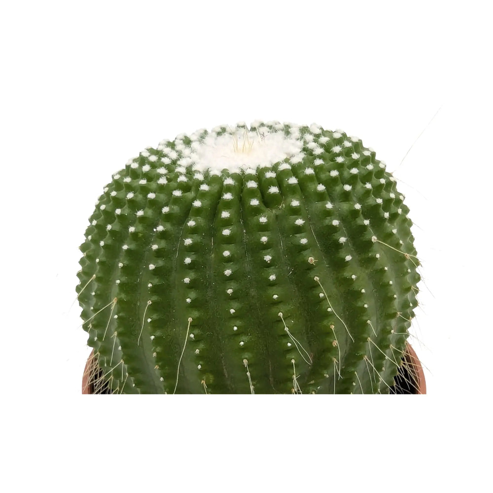 Notocactus leninghausii | Golden Ball Cactus_3_main