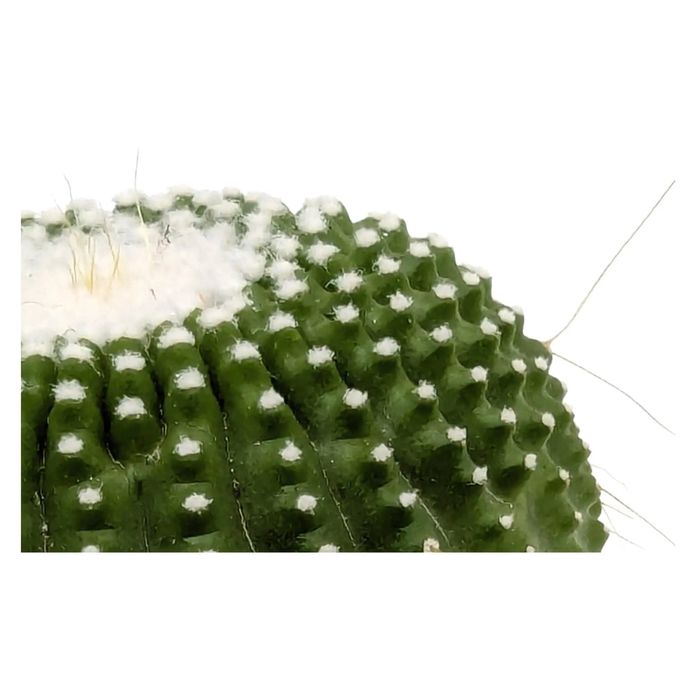 Notocactus leninghausii | Golden Ball Cactus_4_main