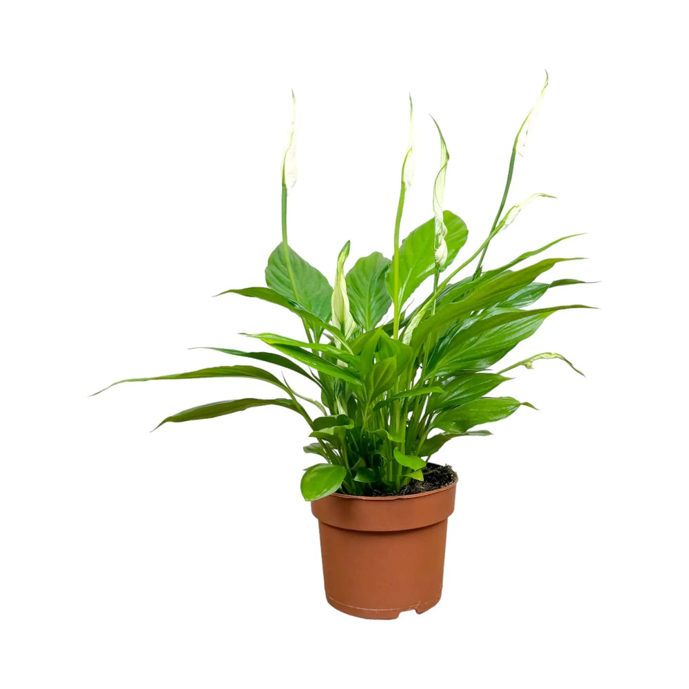 Office Plant Bundle_5_thumb