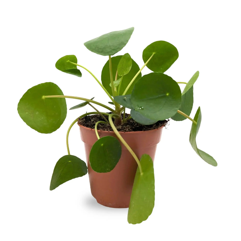 Office Plant Bundle_2_thumb