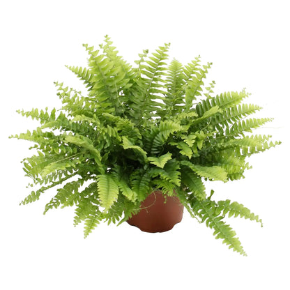 Office Plant Bundle Leaf Culture