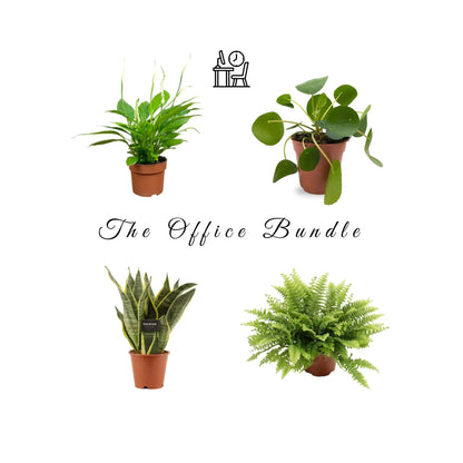 Office Plant Bundle Leaf Culture