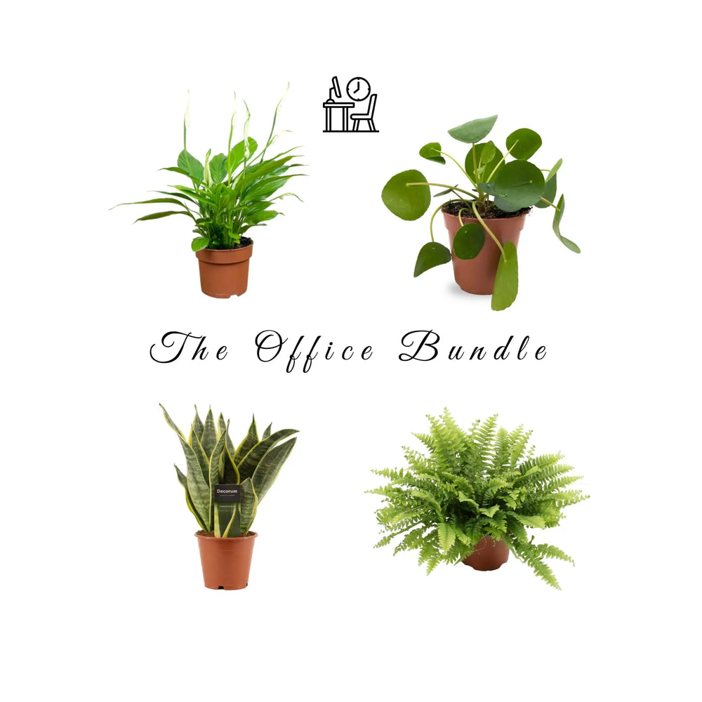 Office Plant Bundle_1_thumb
