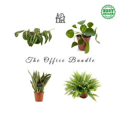 Office Plant Houseplant Bundle Leaf Culture