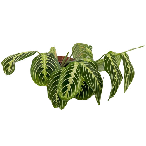 Maranta leuconeura Lemon Lime - Prayer Plant Oz