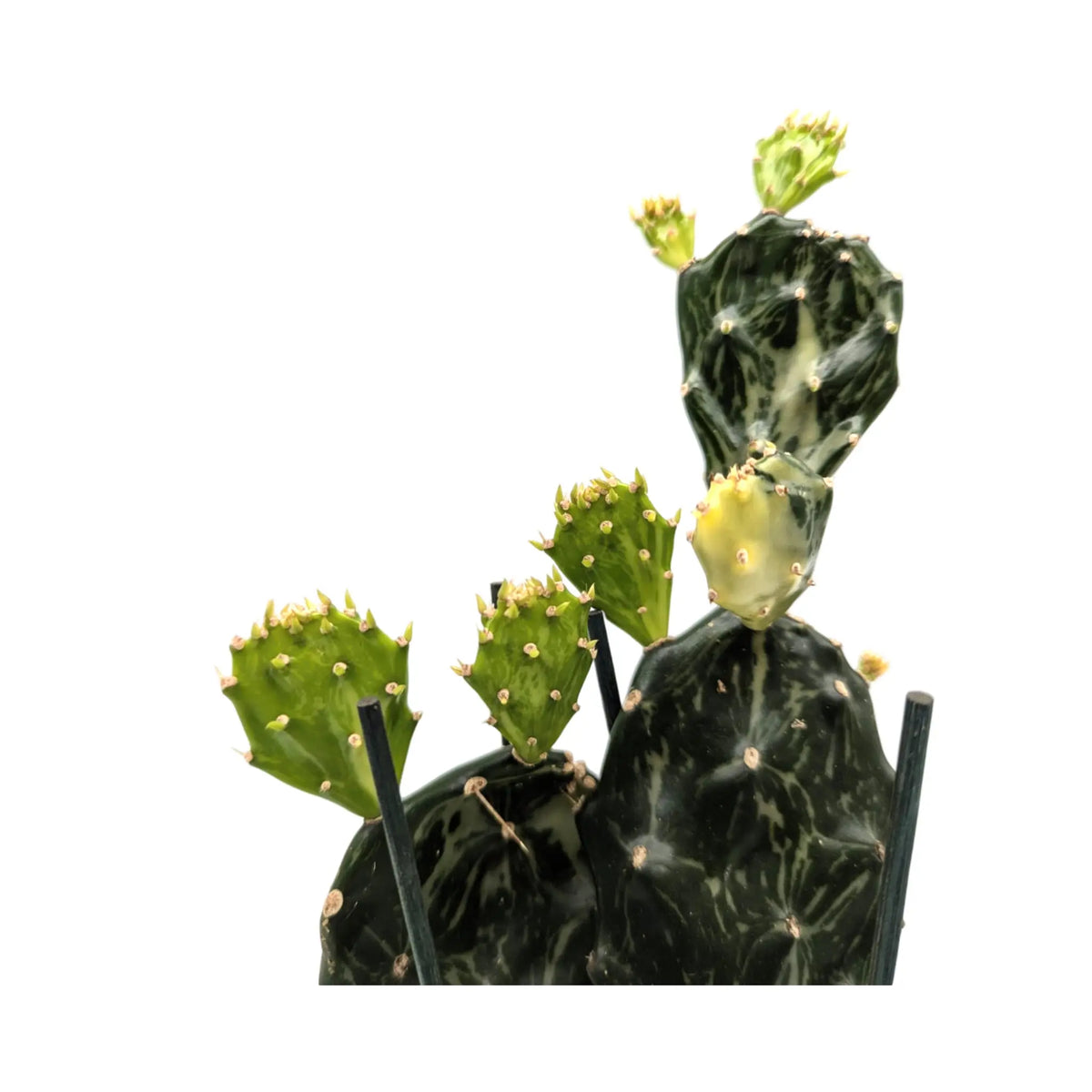 Opuntia Jamaica Ghost Leaf Culture