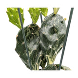 Opuntia Jamaica Ghost Leaf Culture