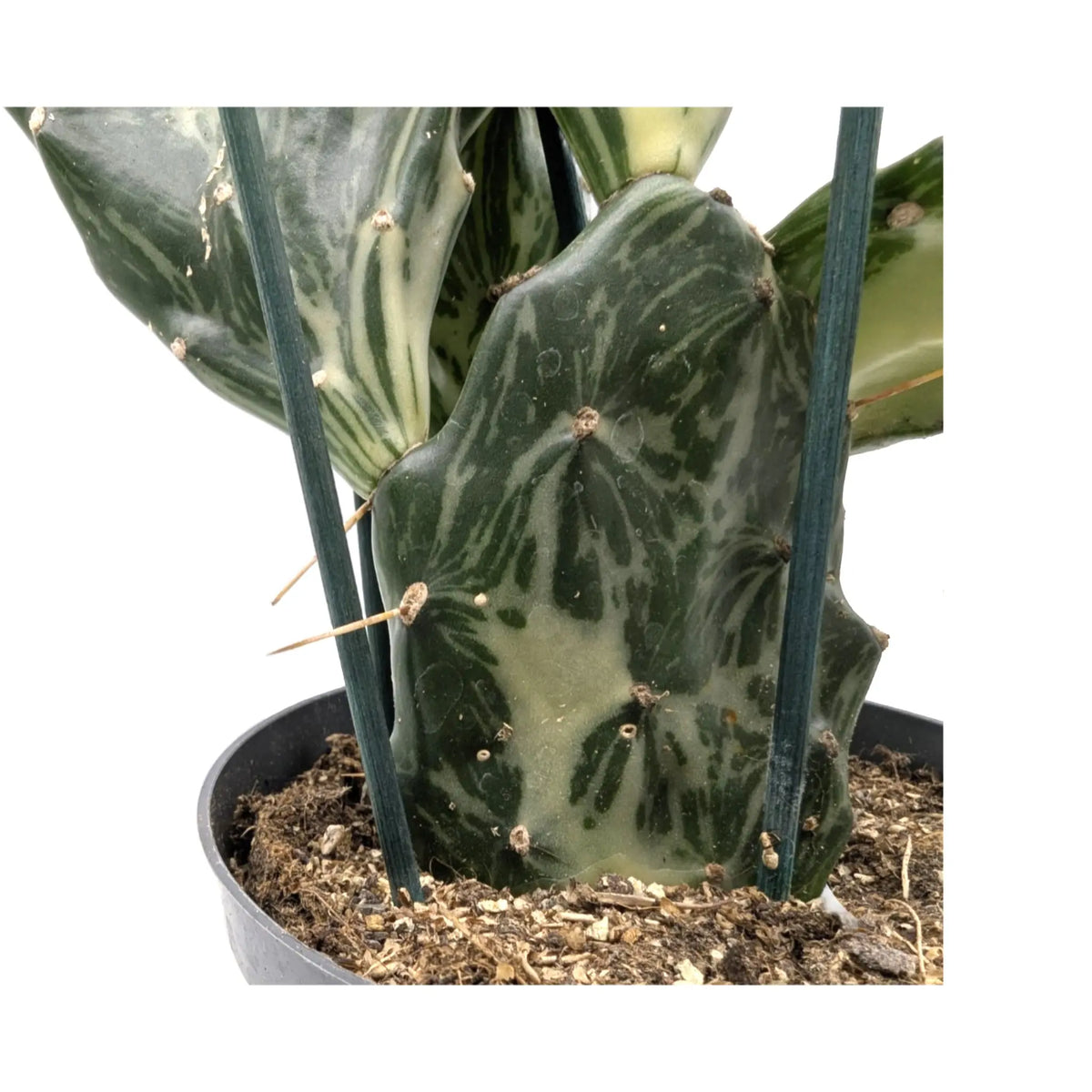 Opuntia Jamaica Ghost Leaf Culture