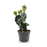 Opuntia Jamaica Ghost Leaf Culture