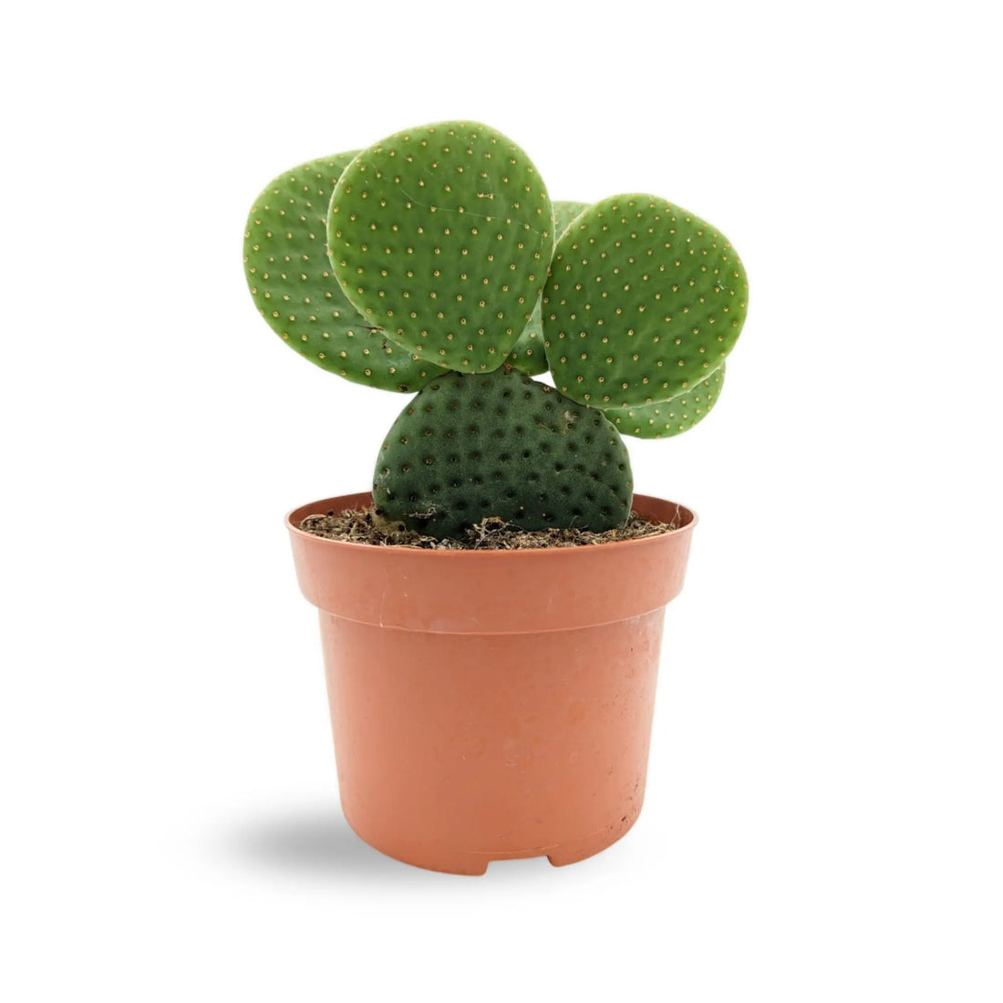 Opuntia Micro Inermis - Bunny Ear Cactus Leaf Culture