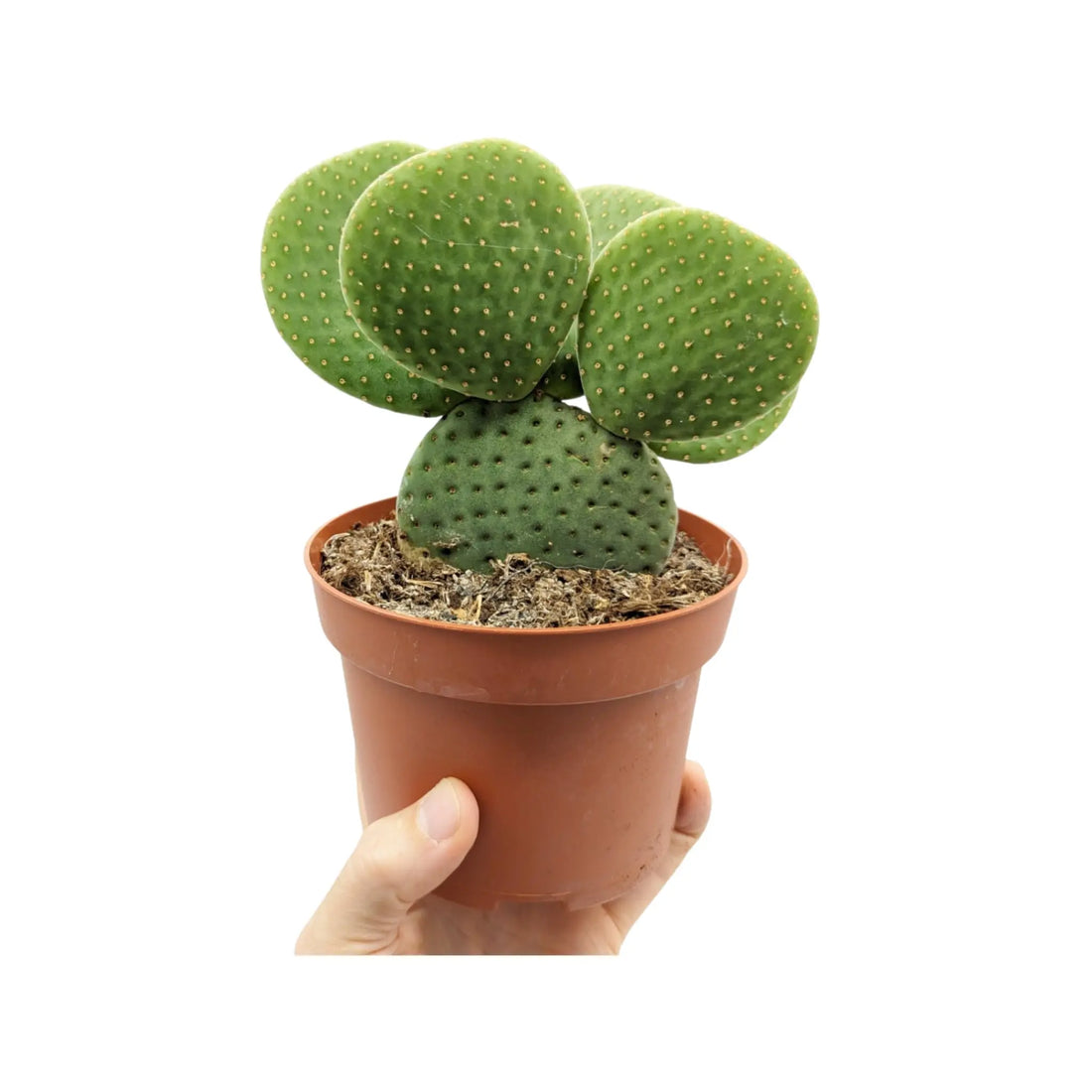 Opuntia Micro Inermis - Bunny Ear Cactus Leaf Culture